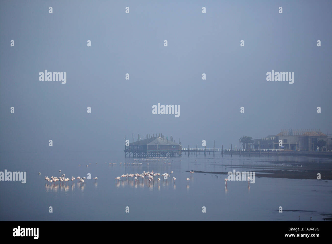 Eine große Gruppe von Flamingos im Nebel das Floß in den Hintergrund Walfischbucht Lagune Namibia Restaurant Stockfoto