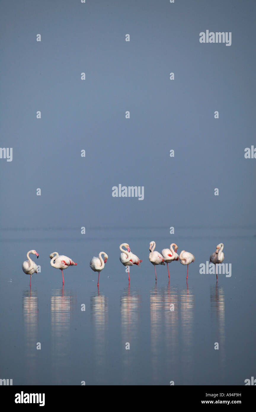 Eine Gruppe von Flamingos stehen in einer Reihe an einem nebligen Morgen Walfischbucht Lagune Namibia Stockfoto