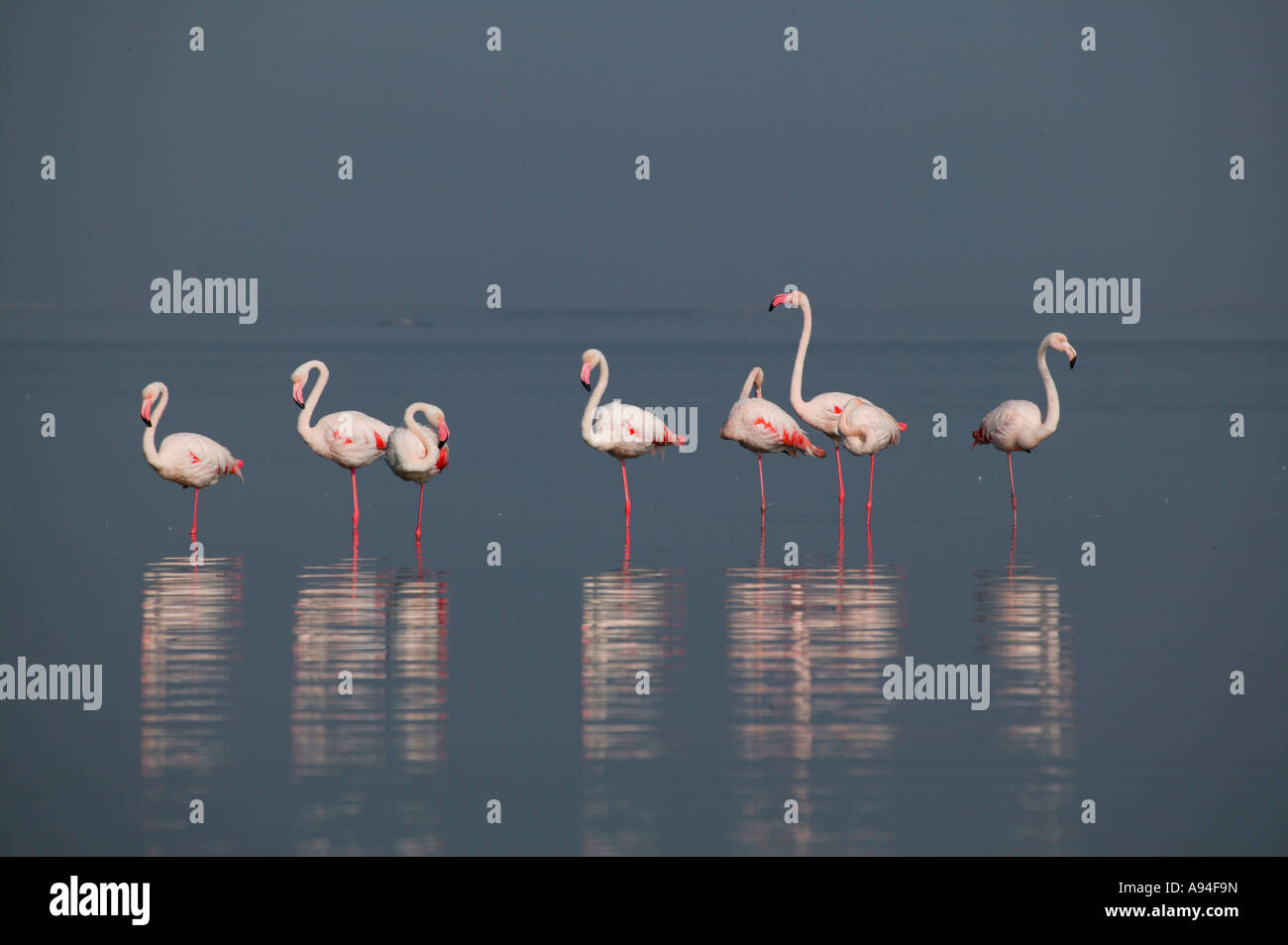 Eine Gruppe von Flamingos stehen in einer Zeile Walfischbucht Lagune Namibia Stockfoto