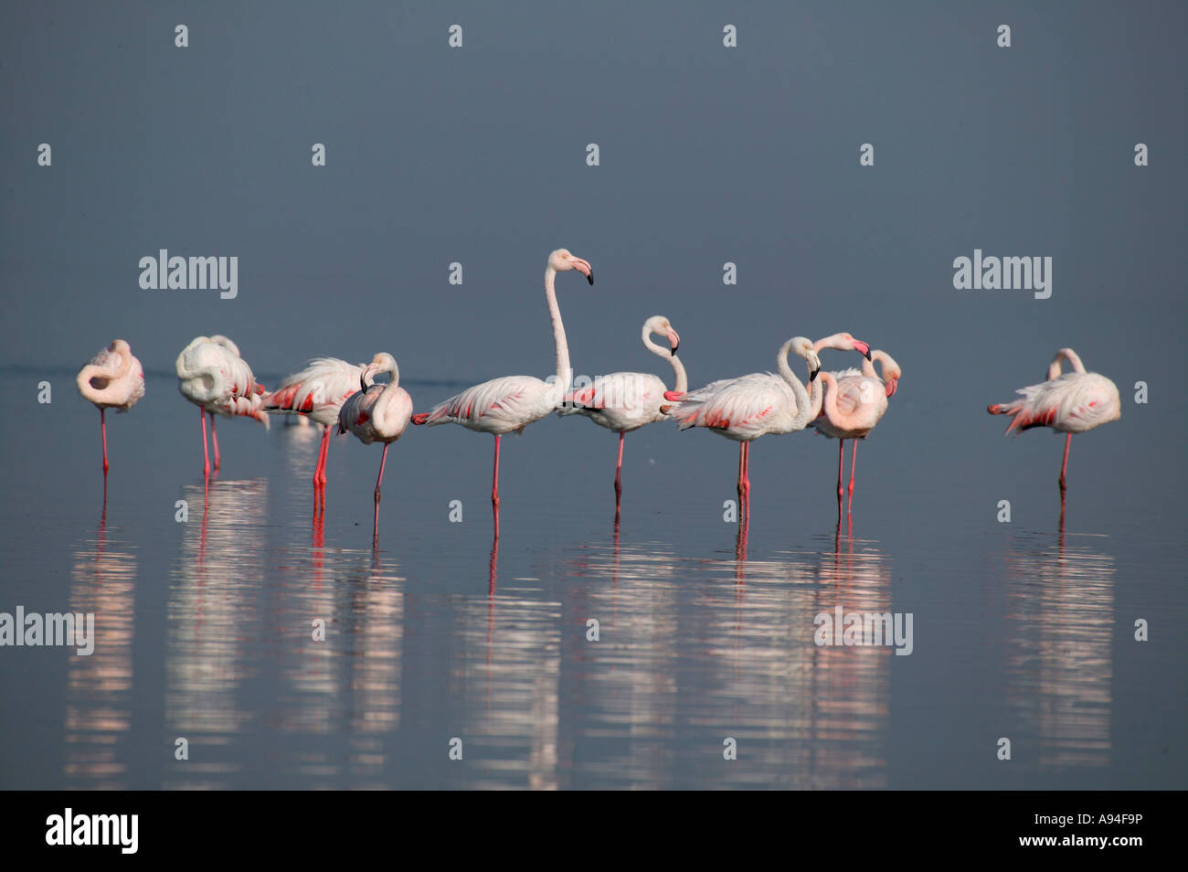Eine Gruppe von Flamingos stehen in einer Zeile Walfischbucht Lagune Namibia Stockfoto