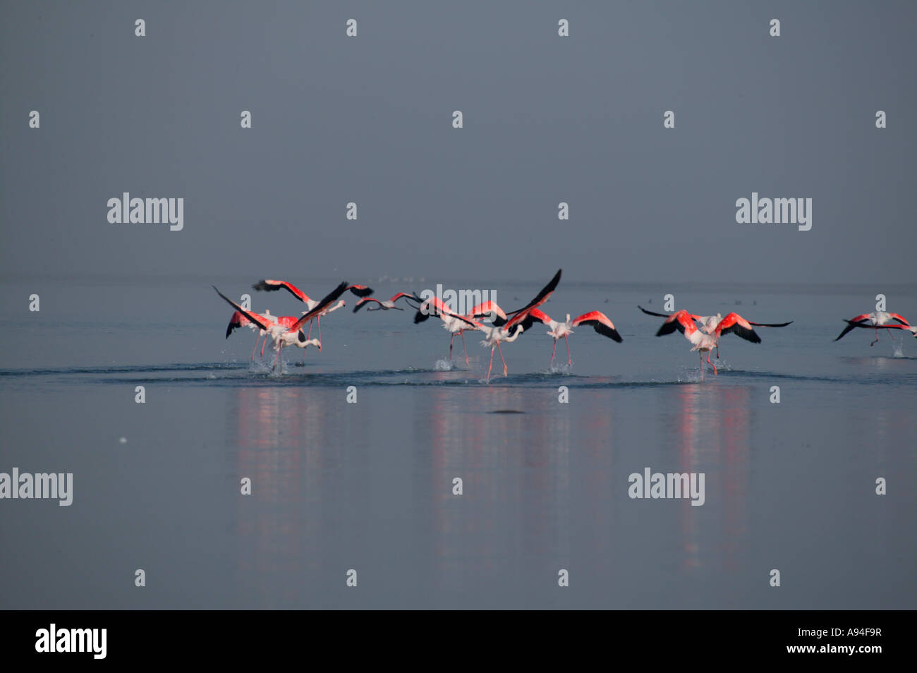 Eine Gruppe von Flamingos ausziehen aus dem Wasser, so dass lange Wellen im Wasser Walfischbucht Lagune Namibia Stockfoto