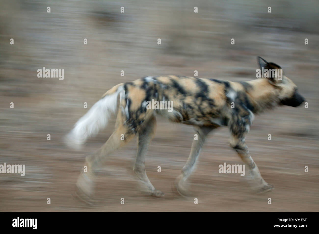 Wildhund Cape Jagdhund unterwegs Kruger National Park-Limpopo-Provinz in Südafrika Stockfoto