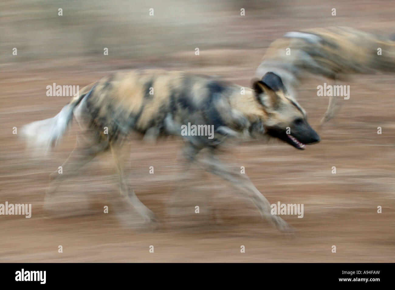 Wildhund Cape Jagdhund unterwegs Kruger National Park-Limpopo-Provinz in Südafrika Stockfoto