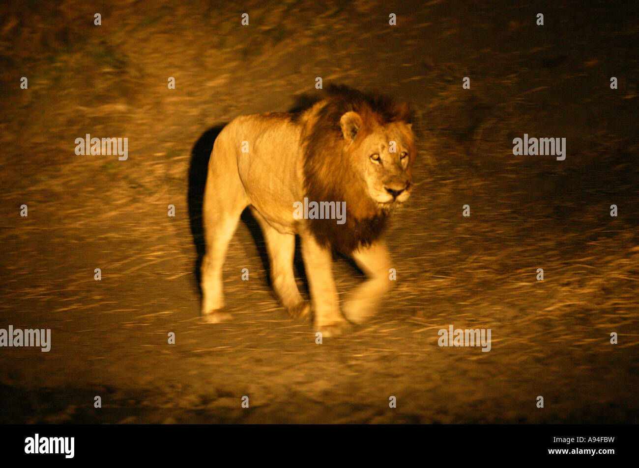 Männlicher Löwe unterwegs von einem Scheinwerfer beleuchtet Sabi Sand Game Reserve Mpumalanga in Südafrika Stockfoto