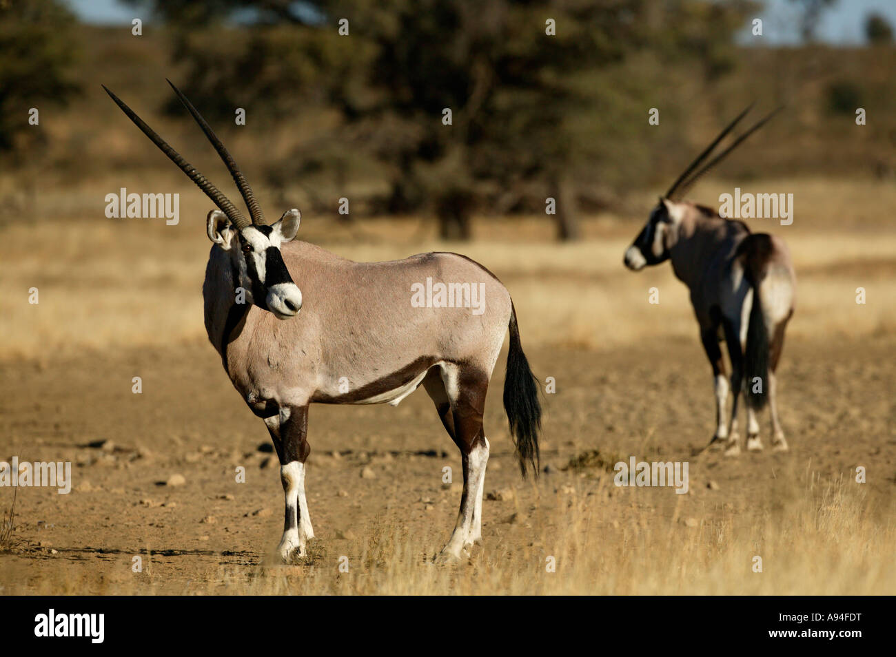 Zwei Gemsbock Oryx Kgalagadi Transfrontier Park Northern Cape in Südafrika Stockfoto
