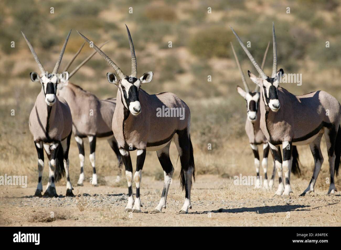 Gemsbock Oryx Herde Stand in der Kalahari Kgalagadi Transfrontier Park Northern Cape Südafrika Stockfoto