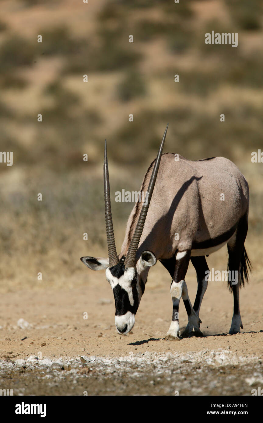Gemsbock Oryx mit Kopf gesenkt Kgalagadi Transfrontier Park Northern Cape in Südafrika Stockfoto