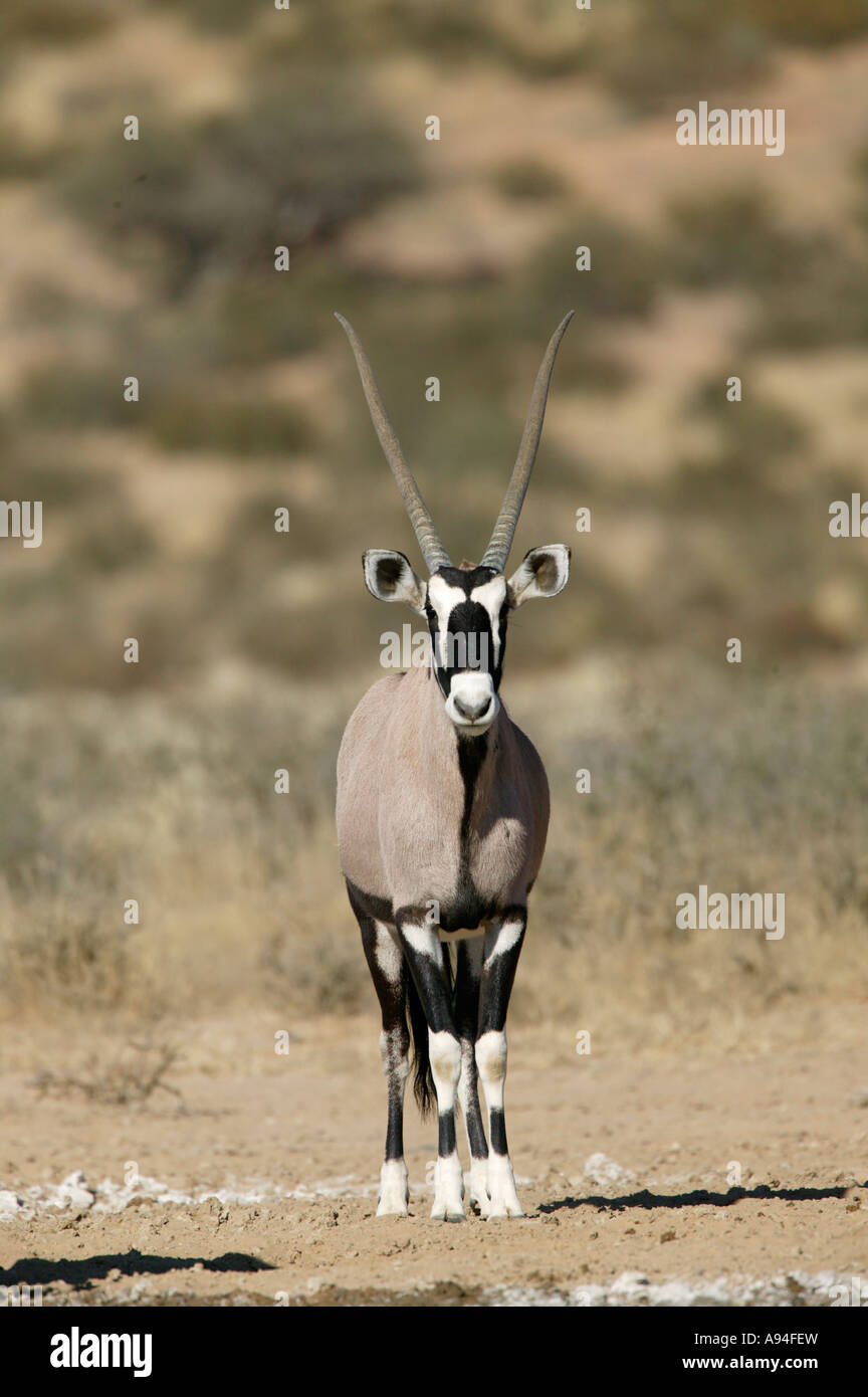 Gemsbock Oryx mit langen Hörnern Blick direkt auf die Kamera Kgalagadi Transfrontier Park in Südafrika Stockfoto