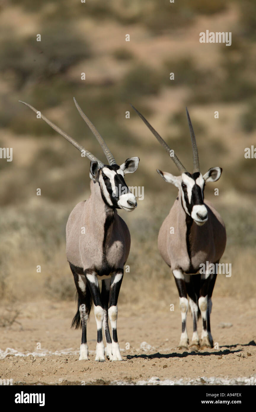 Zwei Gemsbock Oryx mit langen Hörnern Stand in der Nähe einer Wasserstelle in der Kalahari Kgalagadi Transfrontier Park South Africa Stockfoto