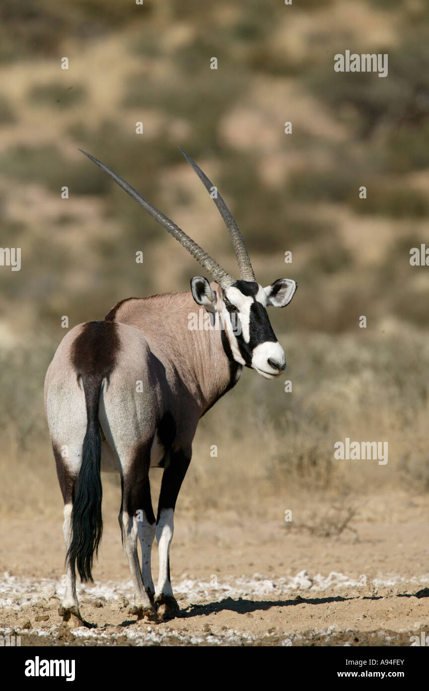 Gemsbock Oryx Ram angesehen von hinten Kgalagadi Transfrontier Park Northern Cape in Südafrika Stockfoto