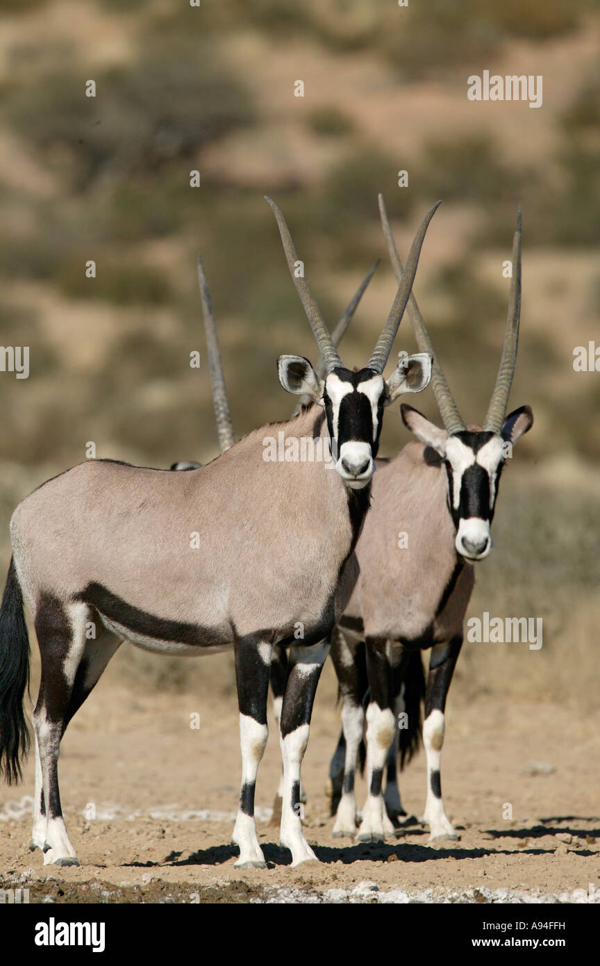Gemsbock Oryx Herde Stand in der Nähe einer Wasserstelle Kgalagadi Transfrontier Park Northern Cape in Südafrika Stockfoto