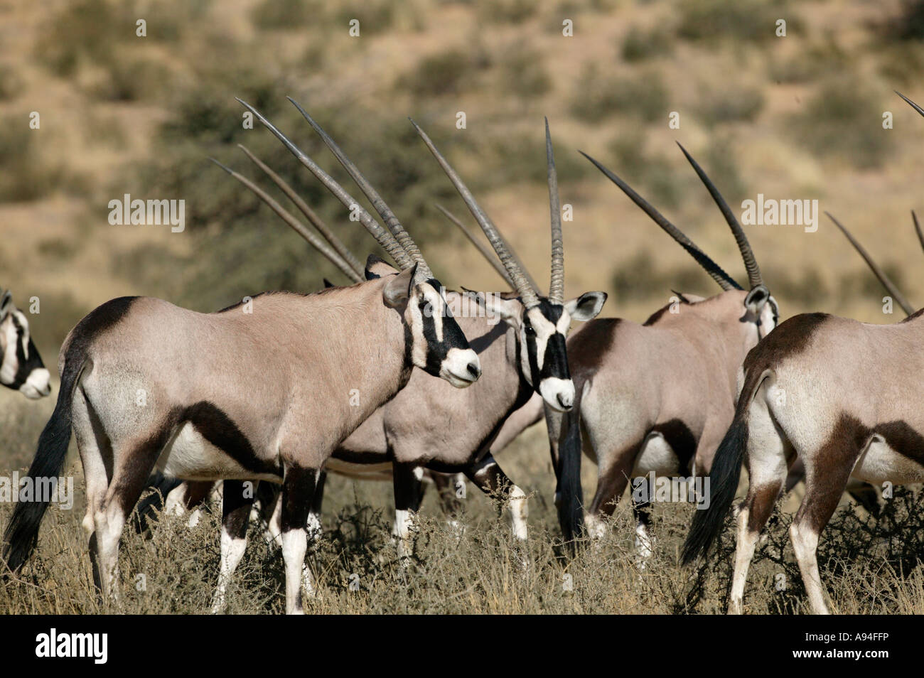 Gemsbock Oryx Herde Herumlungern in der Kalahari Kgalagadi Transfrontier Park South Africa Stockfoto
