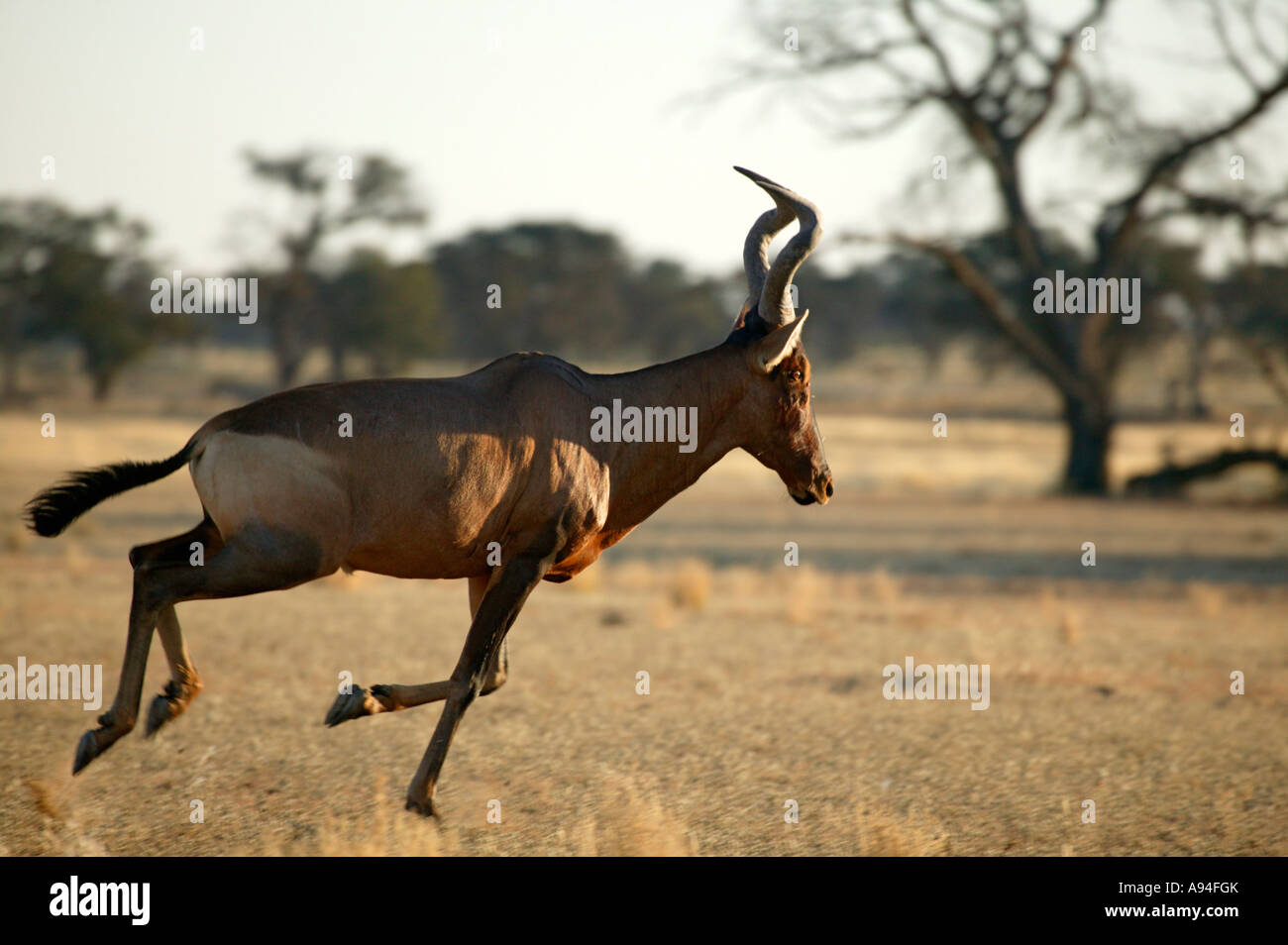 Ein einsamer Kuhantilopen Stiere in der trockenen Kalahari Savanne Kgalagadi Transfrontier Park in Südafrika Stockfoto