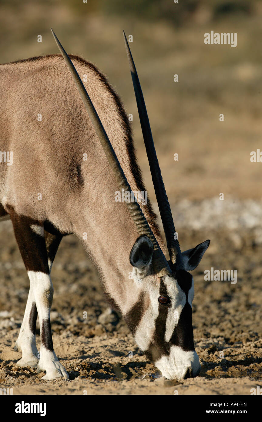 Gemsbock Oryx Porträt genommen beim Trinken aus einer flachen Pfütze Kgalagadi Transfrontier Park in Südafrika Stockfoto