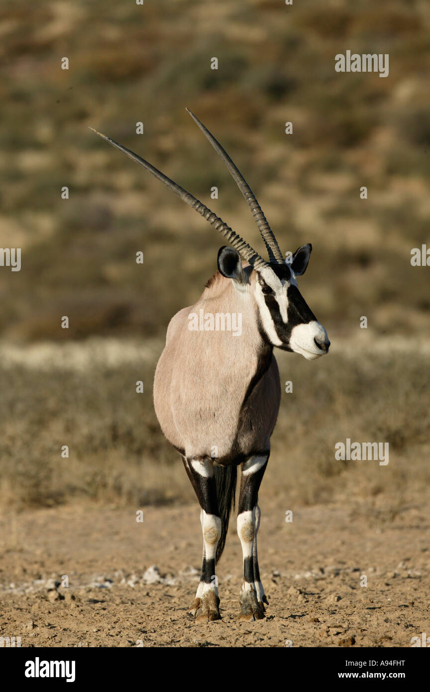 Gemsbock Oryx Kgalagadi Transfrontier Park Northern Cape in Südafrika Stockfoto