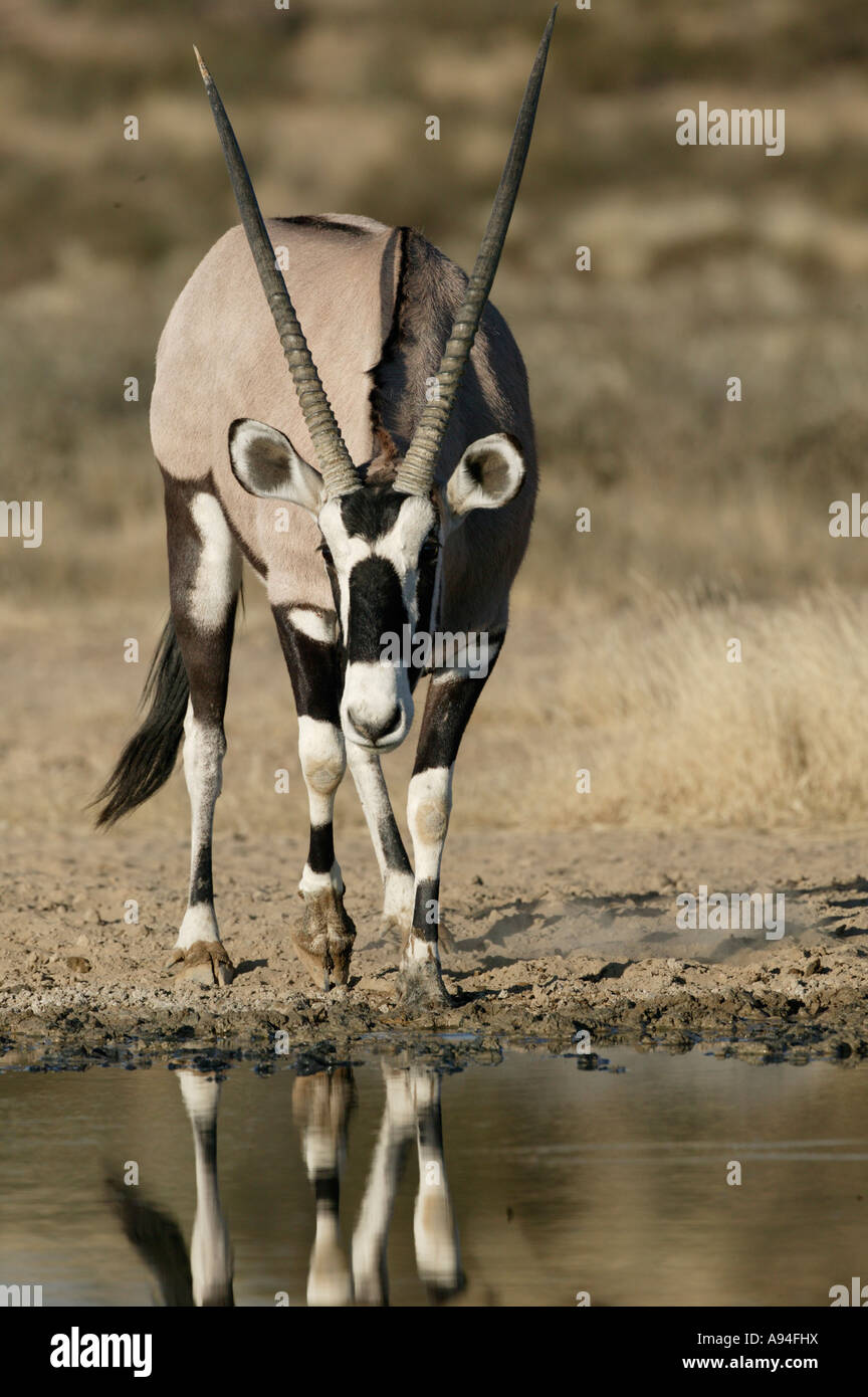 Gemsbock Oryx Biegen bis zu trinken aus einem Wasserloch Kgalagadi Transfrontier Park in Südafrika Stockfoto