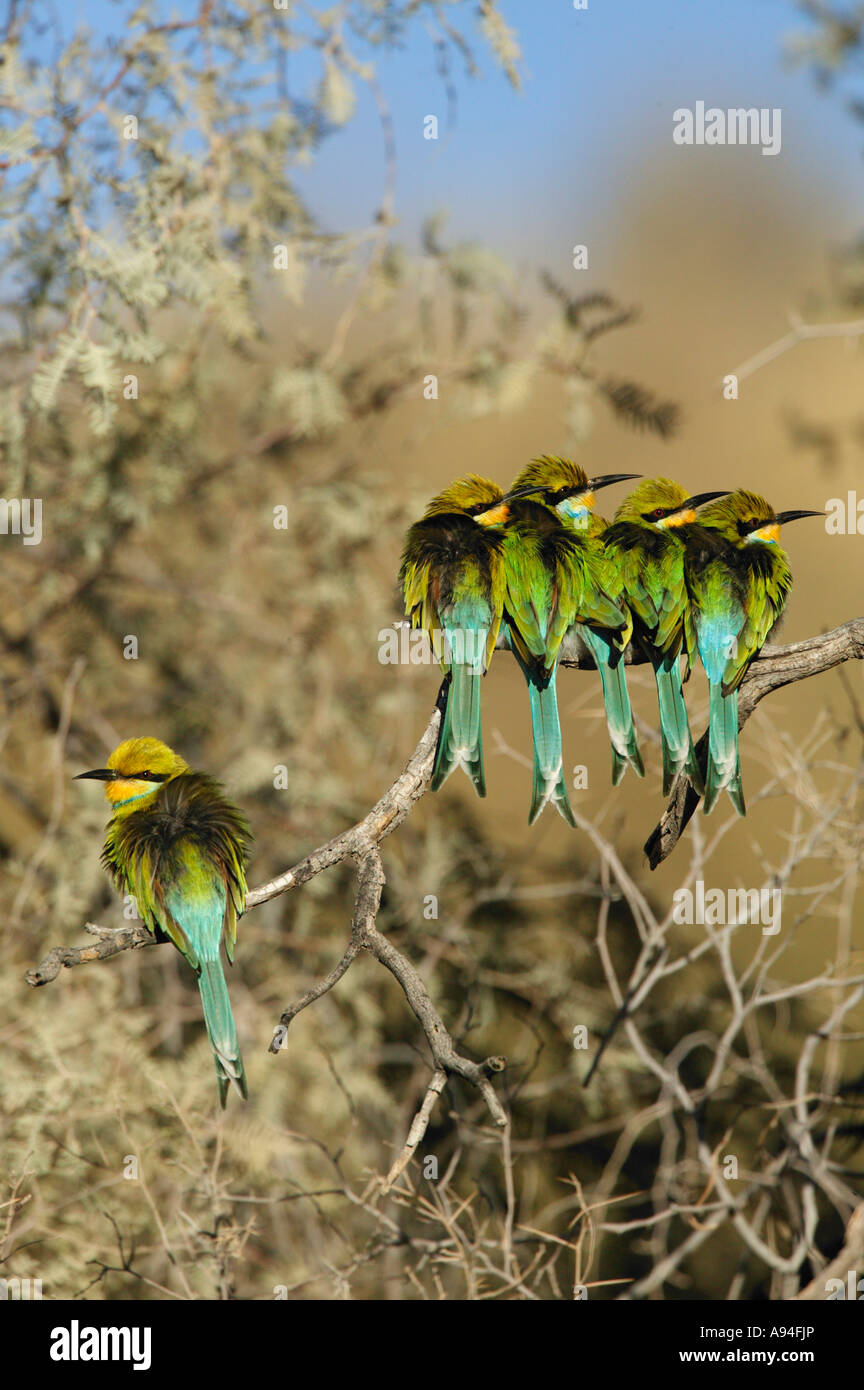 Sechs Schwalbenschwanz Bienenfresser thront auf einem Ast in der frühen Morgensonne Aufwärmen Kalahari in Südafrika Stockfoto