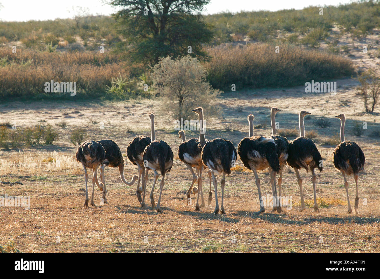 Eine Herde von fast ausgewachsenen Strauße auf Nahrungssuche in der Kalahari-Savanne Kgalagadi Transfrontier Park in Südafrika Stockfoto