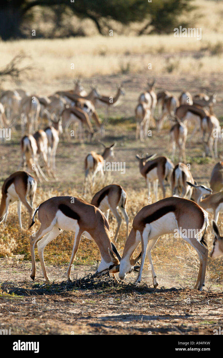 Zwei Springbock spielen kämpfen, während andere in einer verstreuten Gruppe im Hintergrund Kgalagadi Transfrontier Park Futter Stockfoto