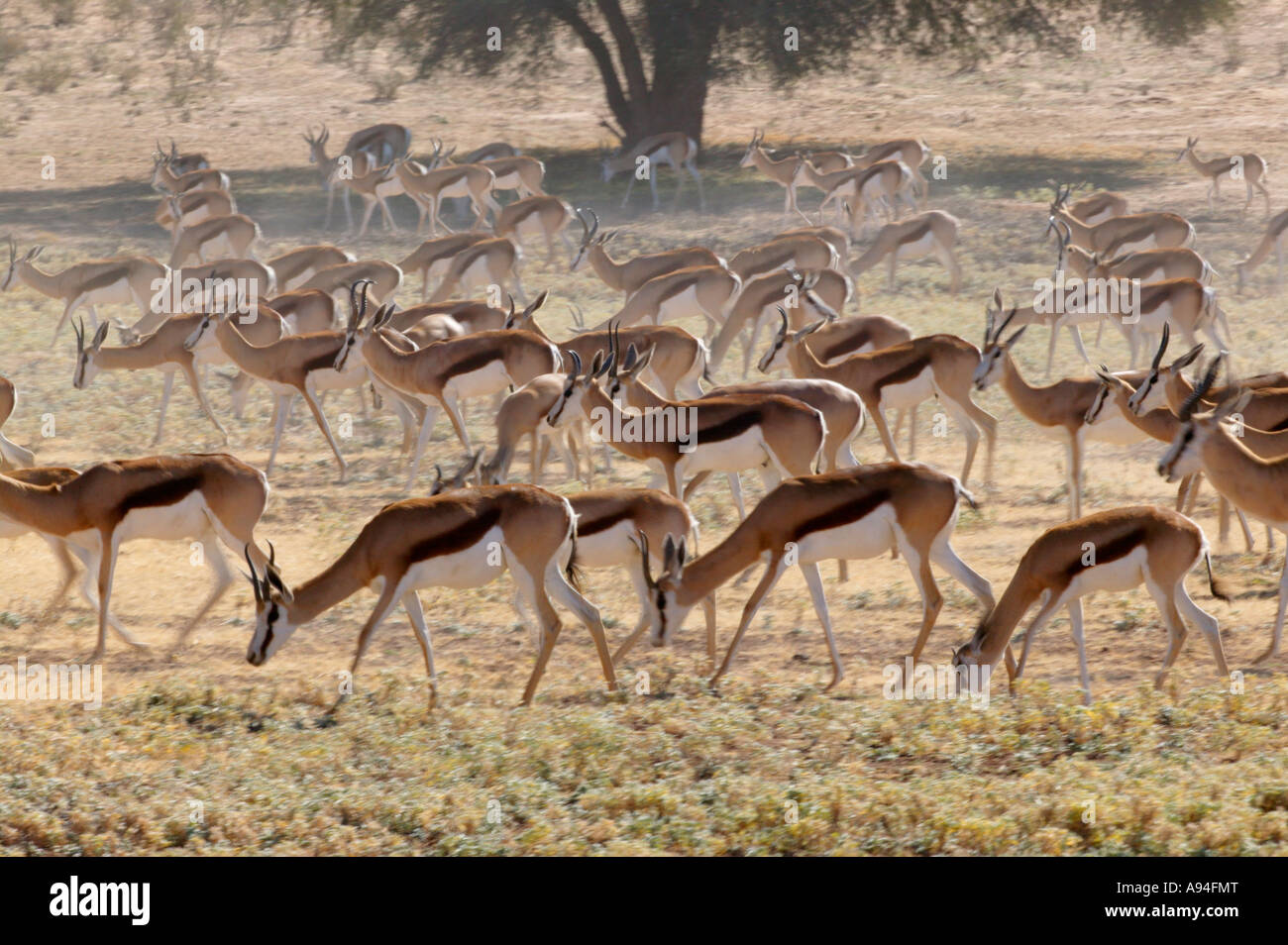 Eine Herde von Springbock zu Fuß in der trockenen Kalahari Kgalagadi Transfrontier Park South Africa Stockfoto