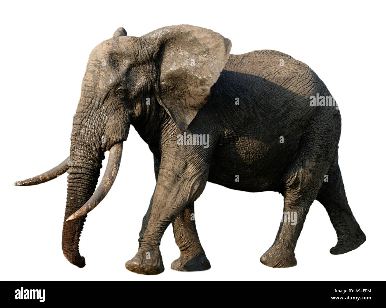 Seitenansicht eines afrikanischen Elefanten-Bullen Loxodonta Africana unterwegs mit großen Stoßzähnen Stockfoto