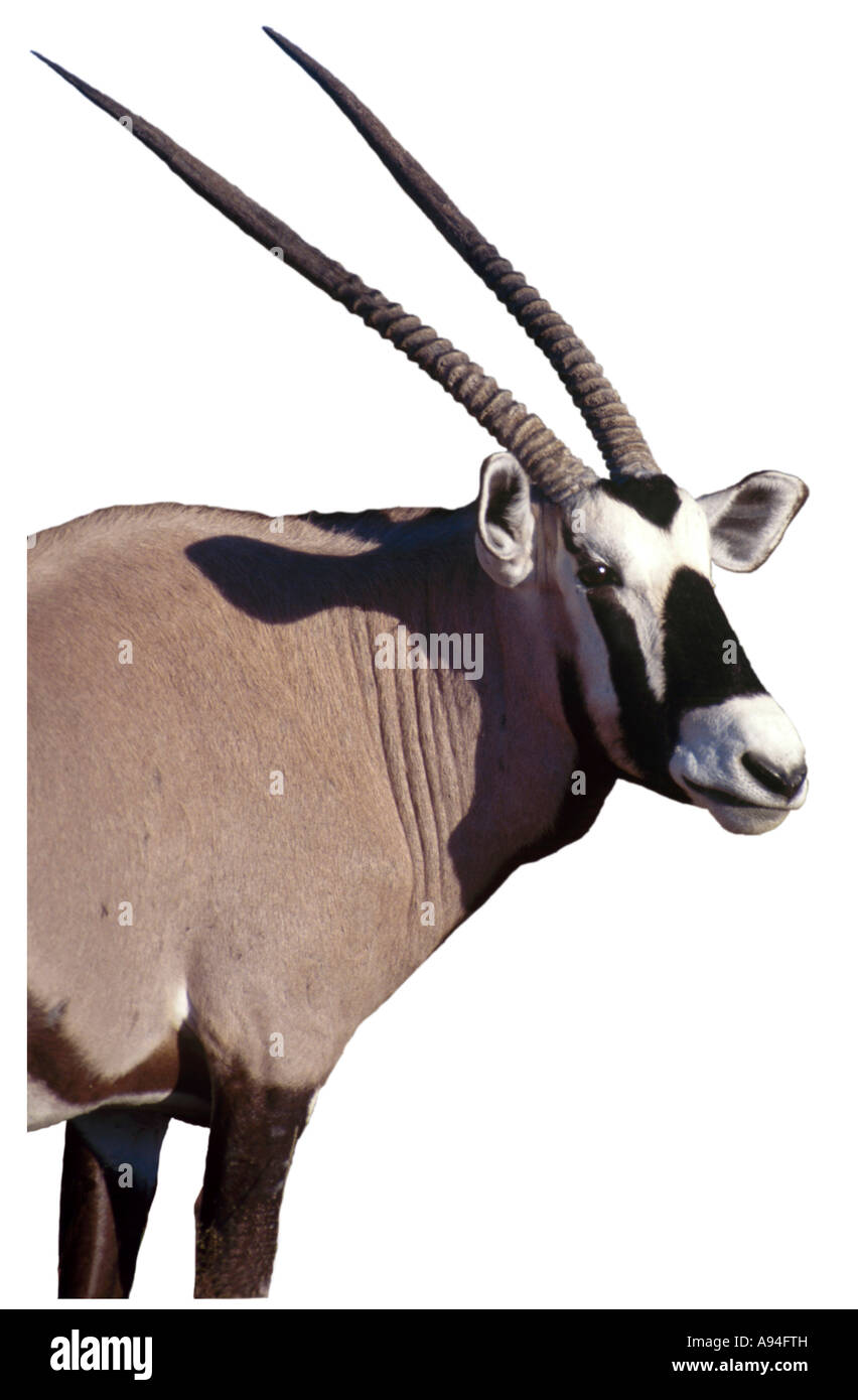 Oryx Gemsbock Porträt Etosha-Namibia Stockfoto
