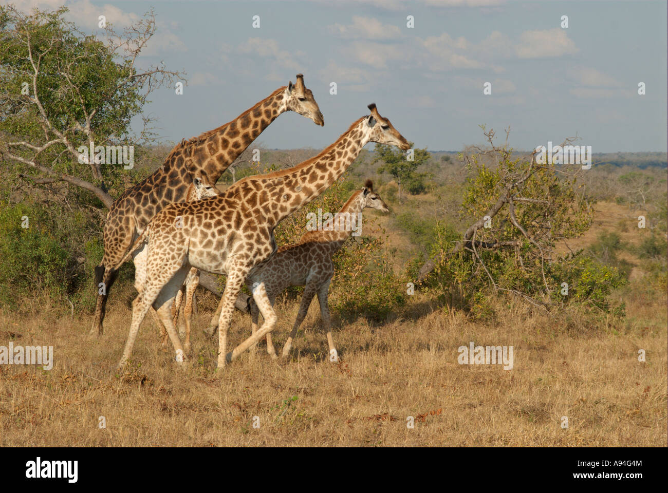 Giraffe Herde unterwegs Londolozi Sabi Sand Mpumalanga Südafrika Stockfoto