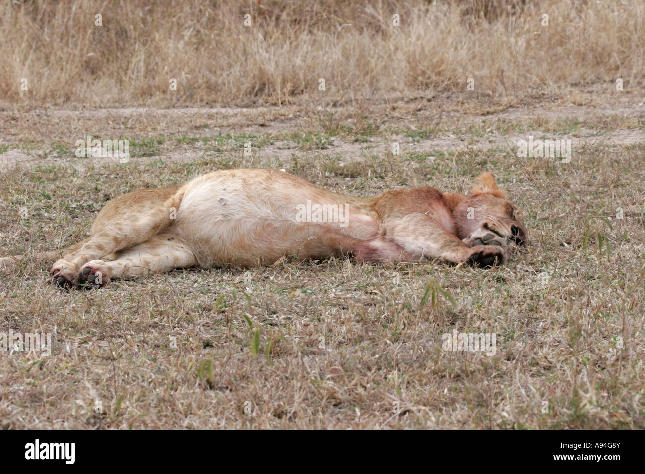 Ein Fett Löwe mit prallen Bauch schlafen nach der Fütterung auf einem Kill Nkhoro Sabi Sand Game Reserve Mpumalanga in Südafrika Stockfoto