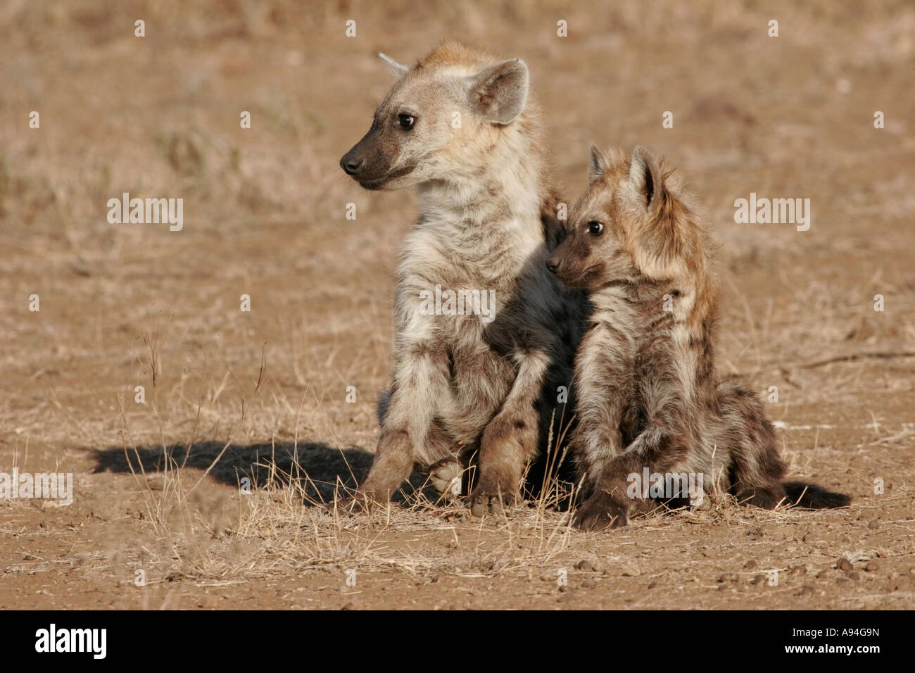 Zerbeissen Jungtiere sitzen nebeneinander Nkhoro Sabi Sand Game Reserve Mpumalanga in Südafrika entdeckt Stockfoto