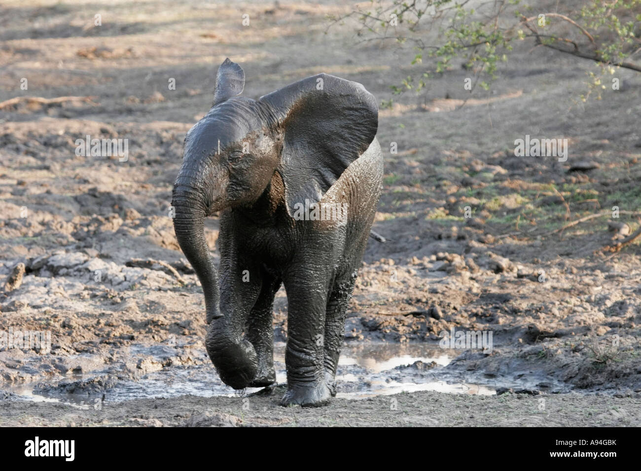 Schlammigen afrikanische Elefantenbaby aus einer Schlammschlacht mit einem Fuß angehoben Nkhoro Stockfoto