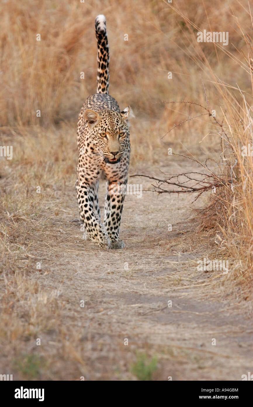 Leopard auf einer Strecke von Bush mit seinem Endstück zu Fuß angehoben Nkhoro Sabi Sand Game Reserve Mpumalanga in Südafrika Stockfoto