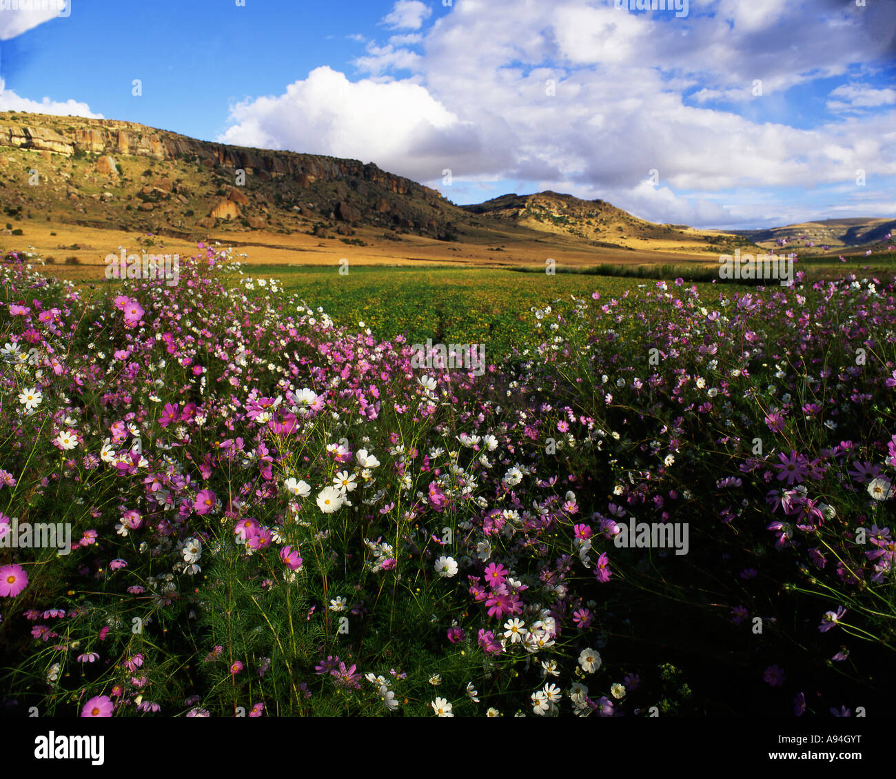 Kosmos-Blumen in der Nähe von Fouriesburg Eastern Free State in Südafrika Stockfoto