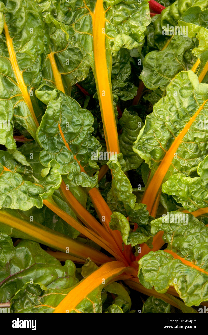 Blätter der "Mangold", Bio Stockfoto