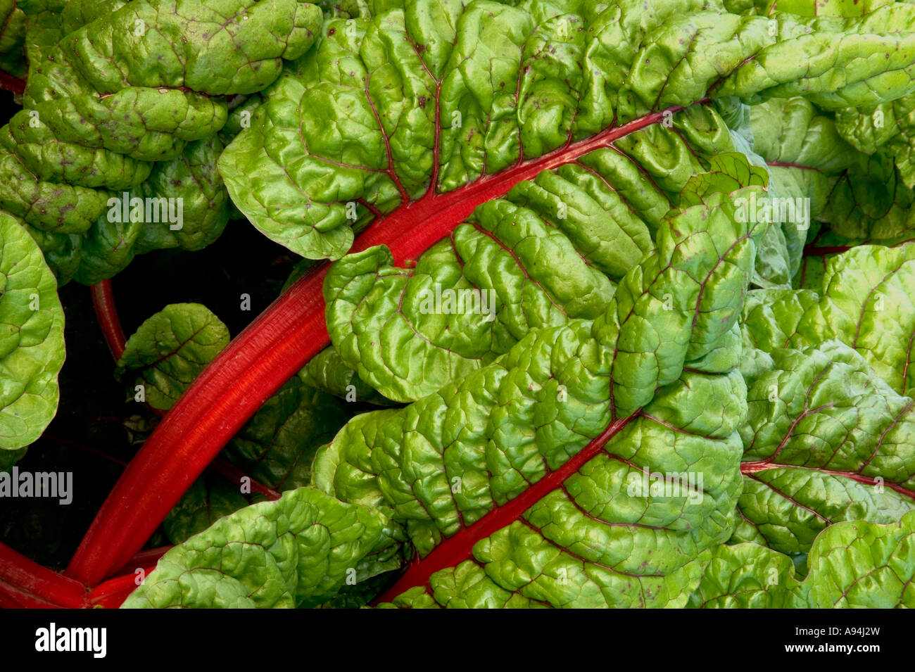 Blätter Mangold, Bio-Ernte, California Stockfoto