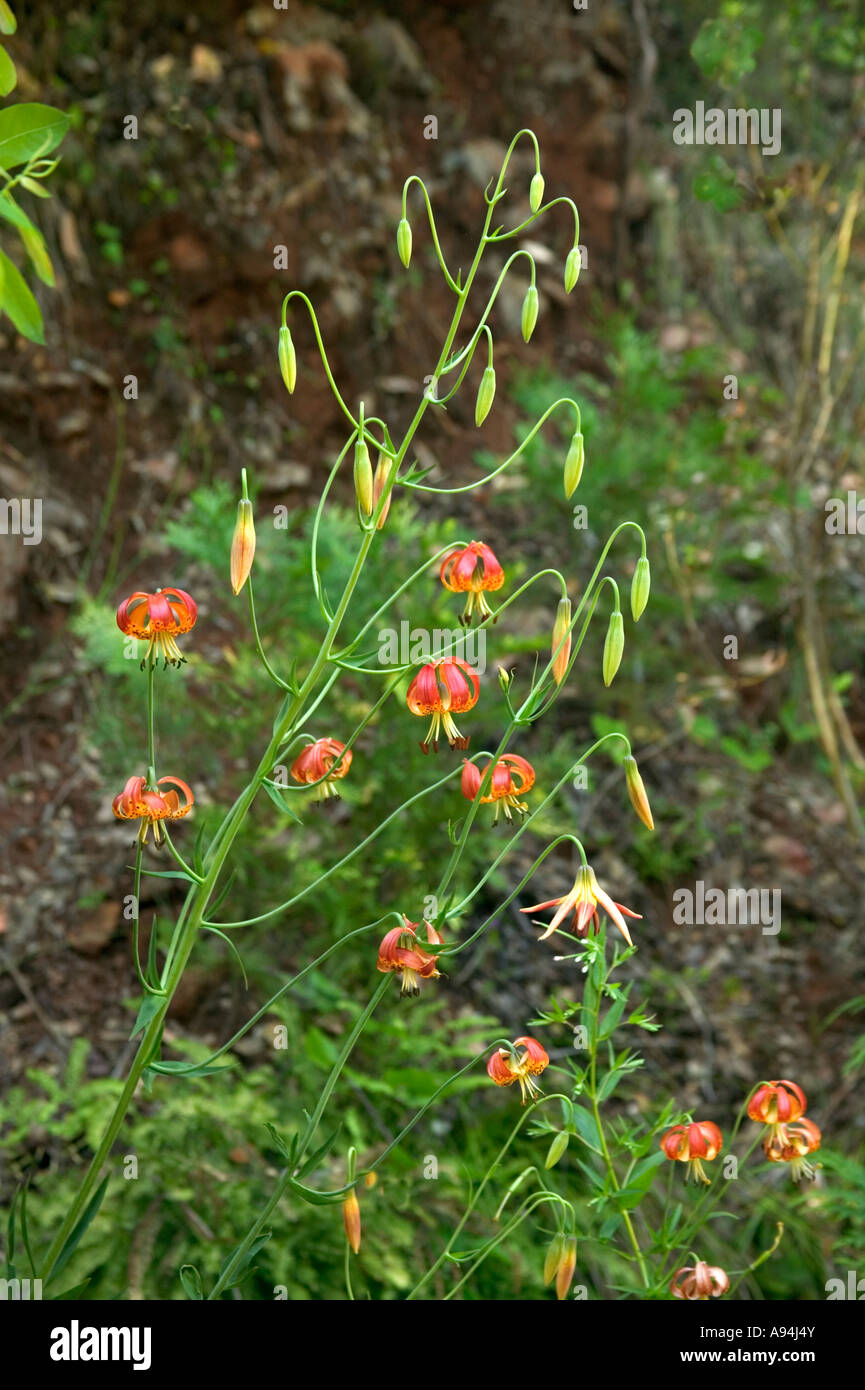 Vollmeri Lily wächst im Moor, California Stockfoto