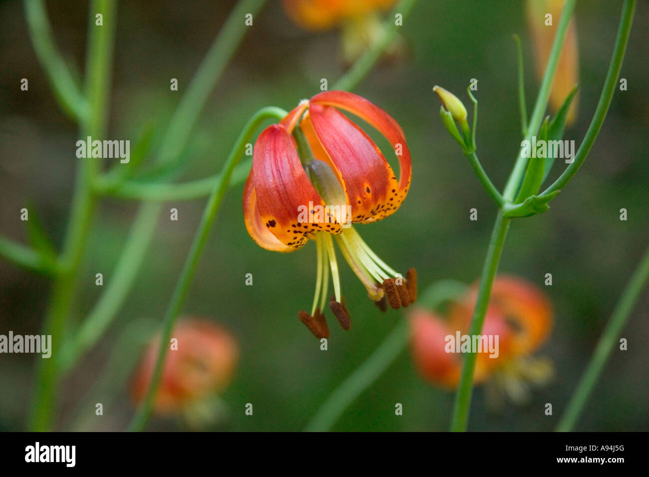 Blumen von der Vollmeri Lilie, Del Norte County, Kalifornien Stockfoto