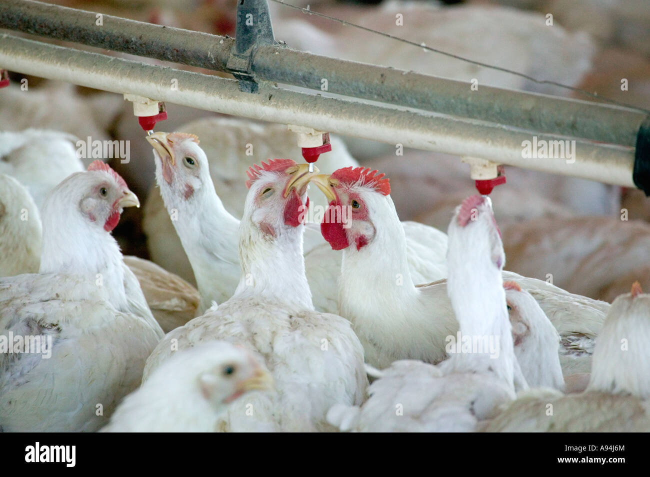 Geflügelfarm, Hühner Trinkwasser, California Stockfoto
