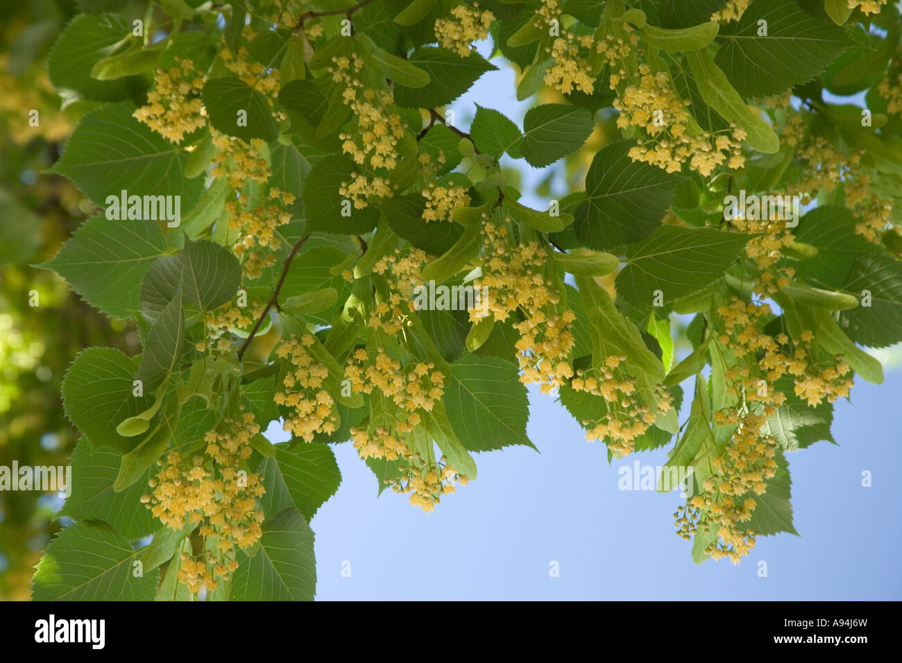Blumen des „Little Leaf Linden“-Baumes, Nevada. Stockfoto