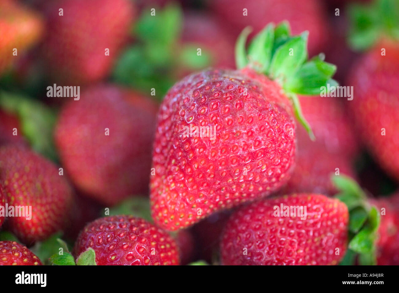 Geernteten Erdbeeren, California Stockfoto