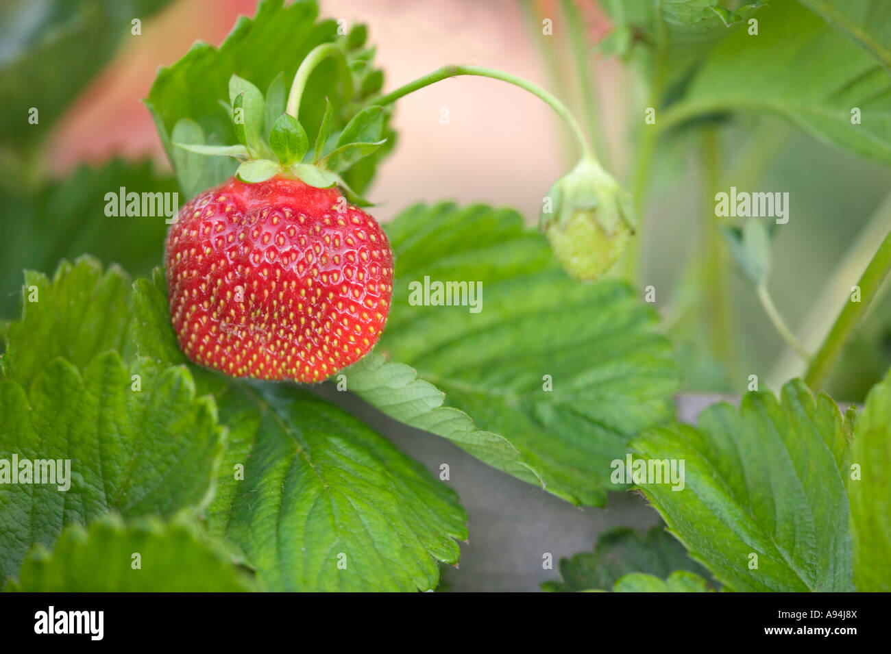 Erdbeere "Chandler" am Weinstock, California Stockfoto
