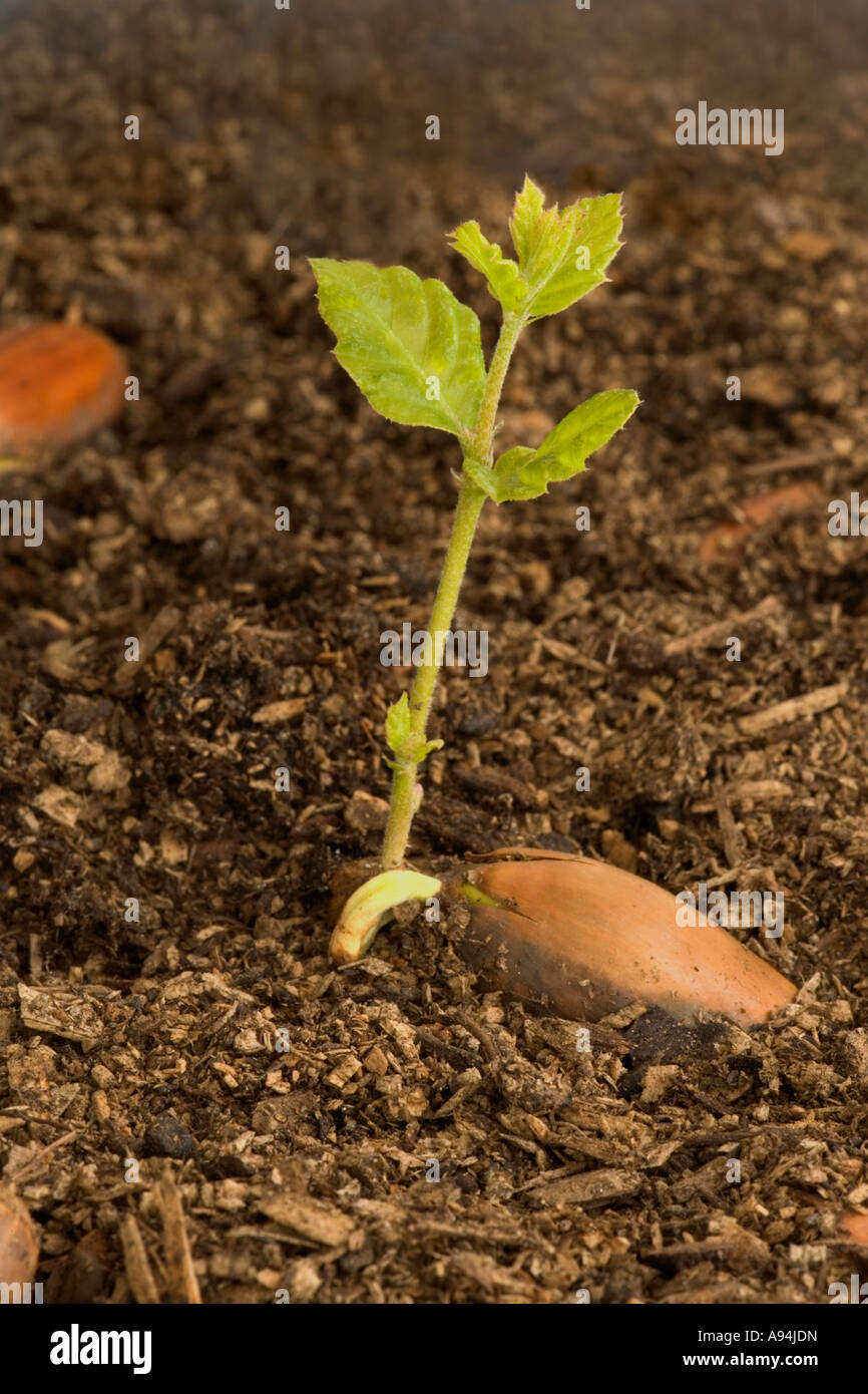 Cork Oak Acorn Keimung, Sämling, Kalifornien. Stockfoto