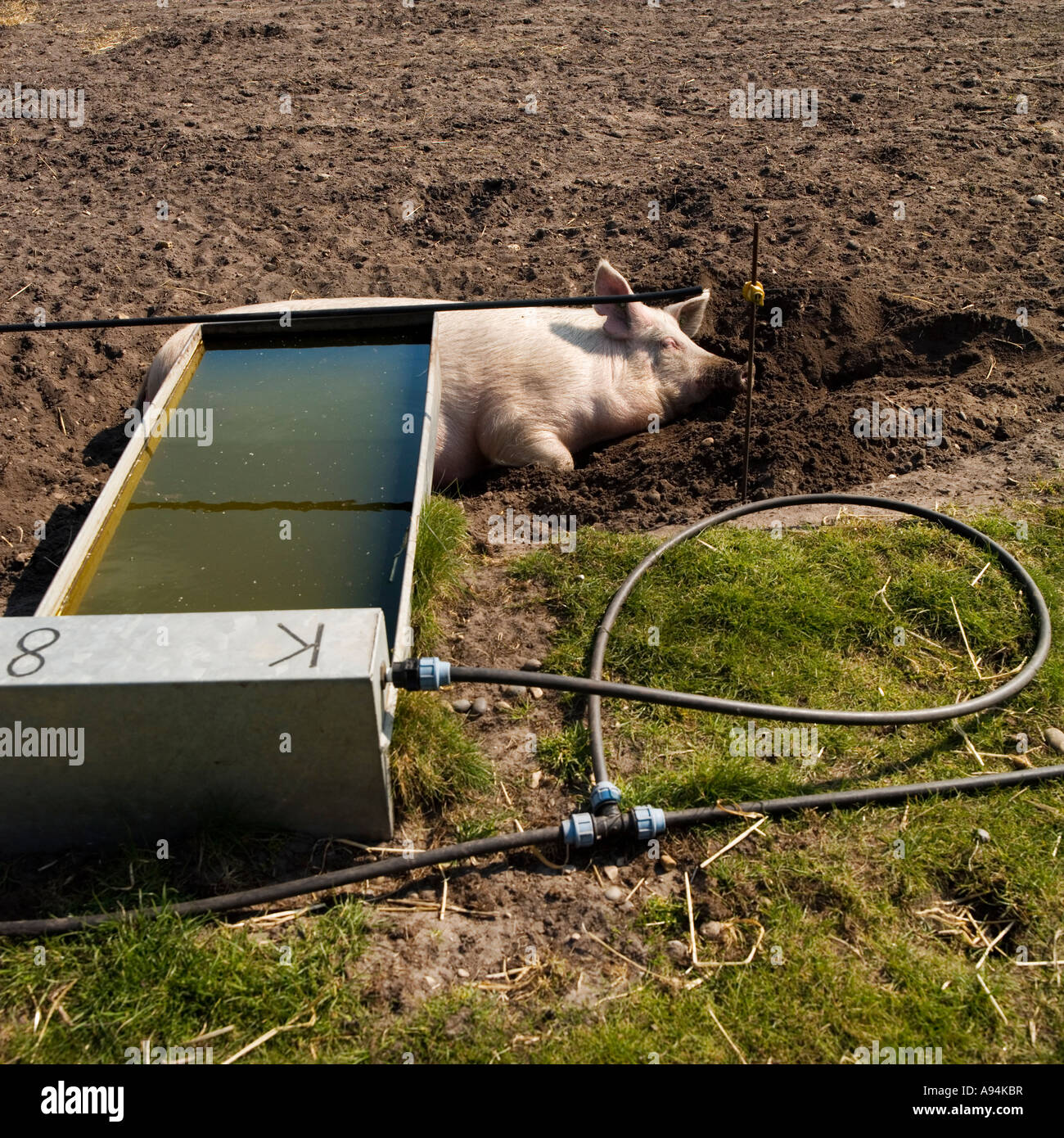 Abferkeln Sau durch Wasser Trog Freilandhaltung Schweinefarm in Suffolk Stockfoto