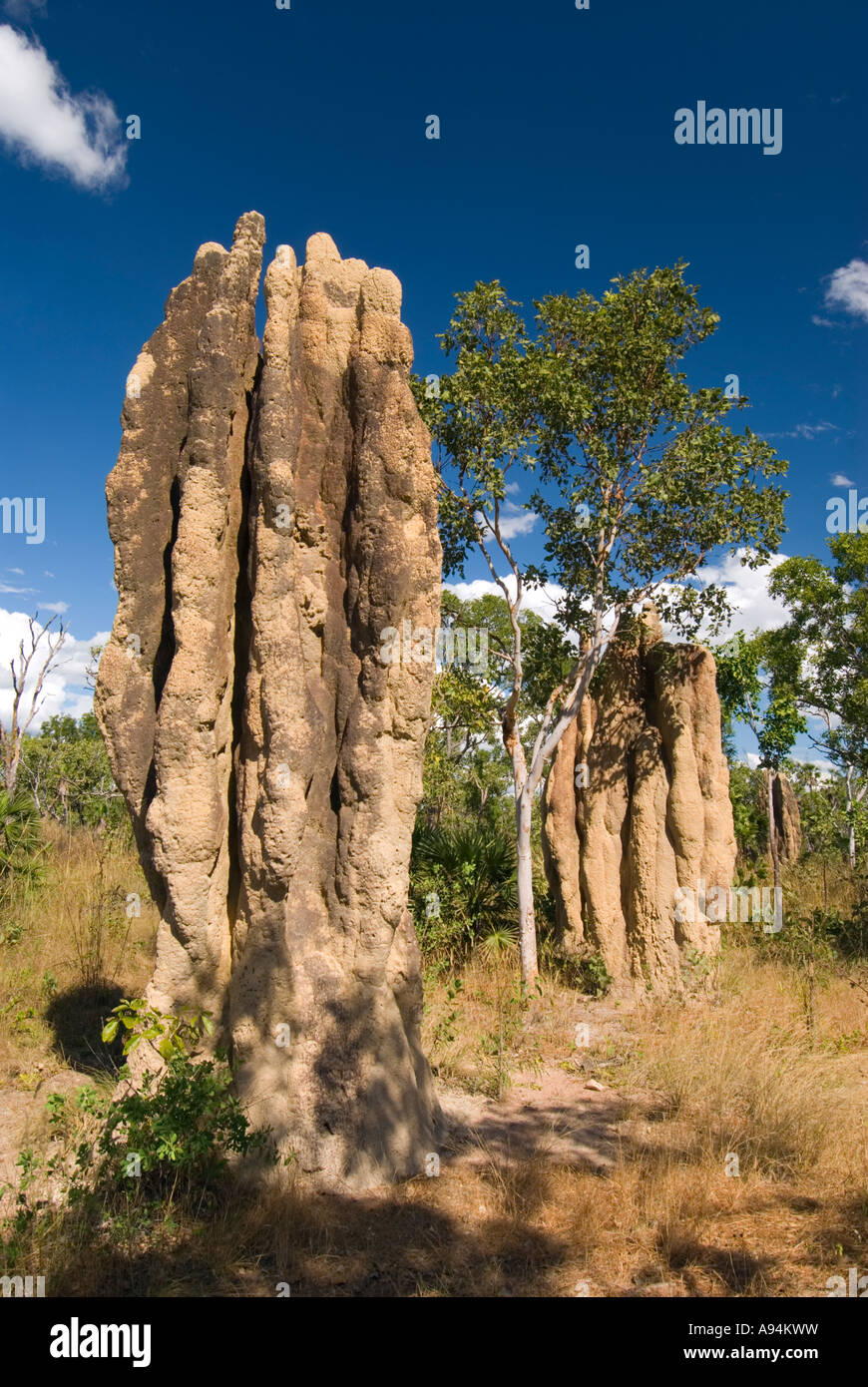 Termitenhügel im Litchfield National Park im Norden, in der Nähe von Darwin Australien Stockfoto