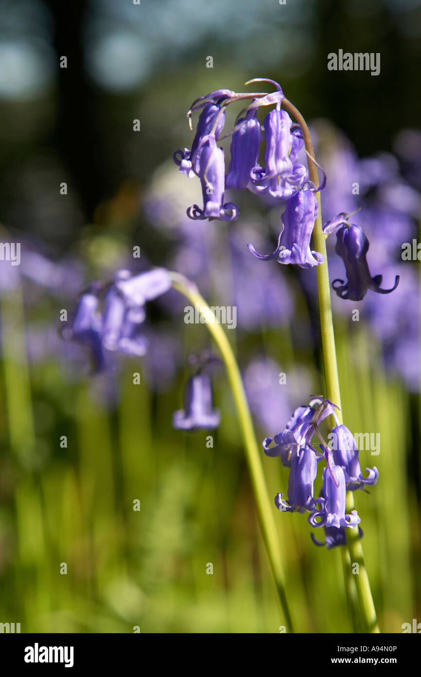 Nahaufnahme von Bluebell Pflanze Kopf Hyacinthoides non Scripta Glockenblumen in Garvagh Wald vertikale Stockfoto