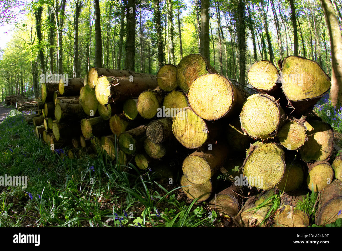 Stapel der gefällten Bäume gesägt Logs im Wald Garvagh Stockfoto