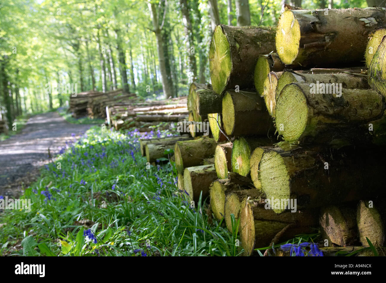 Haufen von Protokollen, die von dem Waldweg in Garvagh Wald liegen unter den Glockenblumen Stockfoto