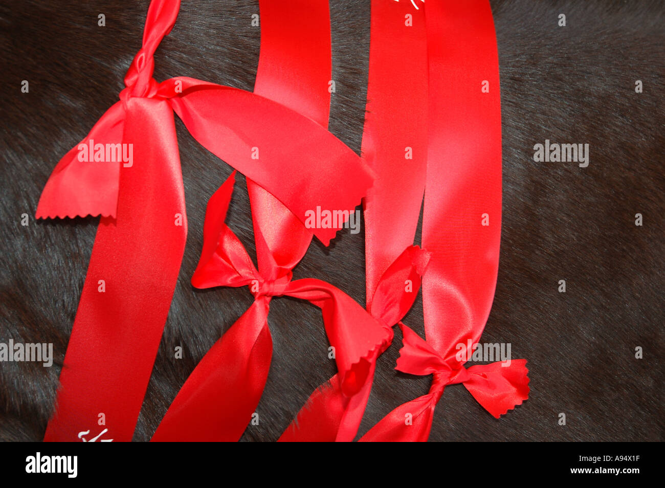 Roter Preis Bänder auf Reiten für Behinderte Pferd bei Veranstaltung Stockfoto