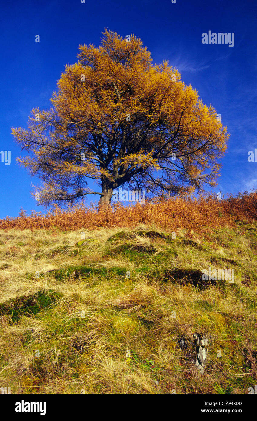 Europäische Lärche Baum, Herbst, Lake District Stockfoto