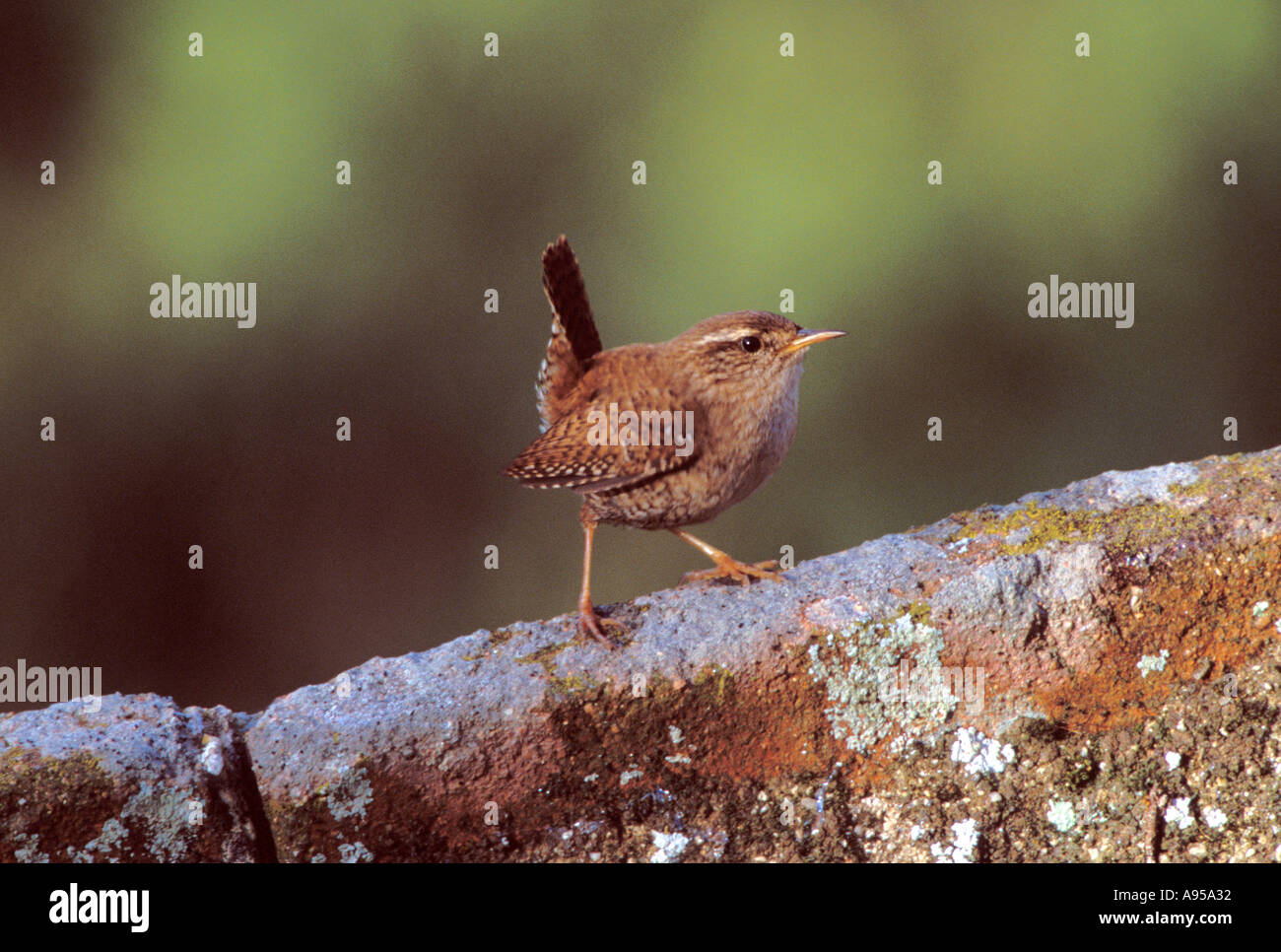 Eurasischer Zorn, Troglodytes troglodytes Stockfoto