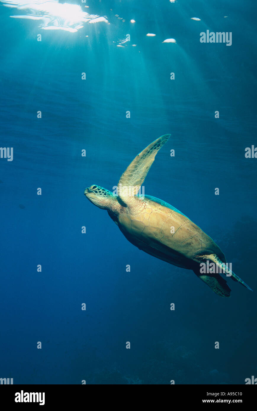 Grüne Meeresschildkröte schwimmen Sipadan Malaysia Stockfoto